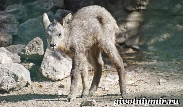 Горал-животное-Образ-жизни-и-среда-обитания-горала-13