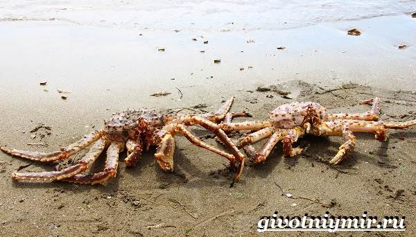Kamchatka-krabbe-livsstil-og-habitat-til-Kamchatka-krabbe-4