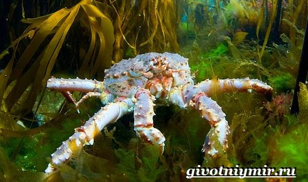 Kamchatka-krabbe-livsstil-og-habitat-til-Kamchatka-krabbe-7