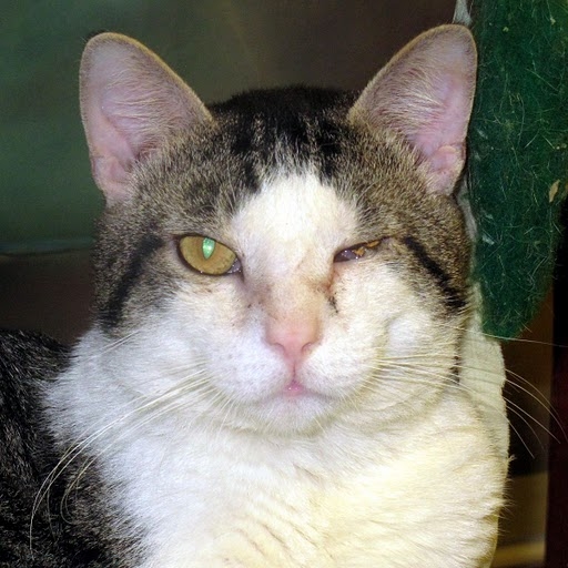 Конъюнктивит у кошки на левом глазу