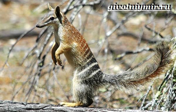 Намбат-животное-Образ-жизни-и-среда-обитания-намбата-3