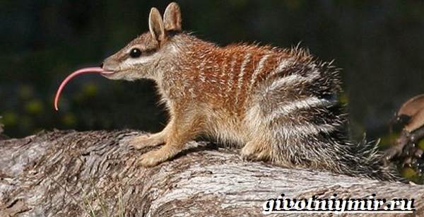 Намбат-животное-Образ-жизни-и-среда-обитания-намбата-4