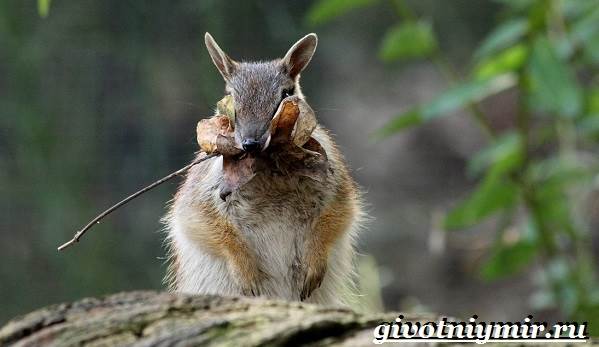 Намбат-животное-Образ-жизни-и-среда-обитания-намбата-5