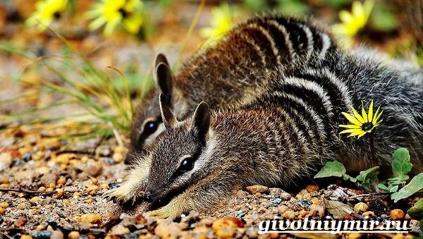 Намбат-животное-Образ-жизни-и-среда-обитания-намбата-6