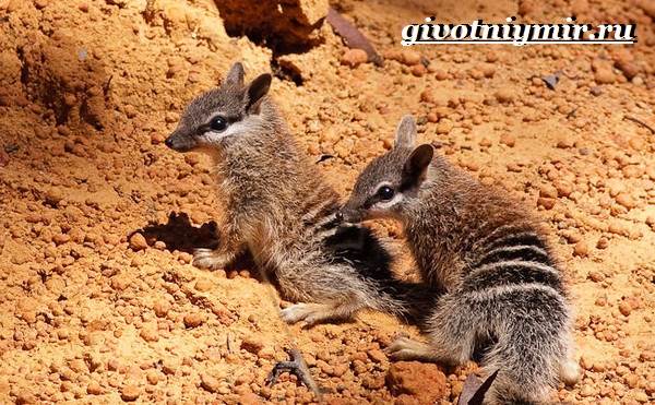 Намбат-животное-Образ-жизни-и-среда-обитания-намбата-8