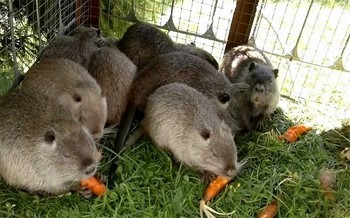 Нутрии едят морковку