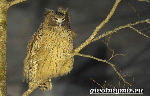 Рыбный-филин-Образ-жизни-и-среда-обитания-рыбного-филина-4