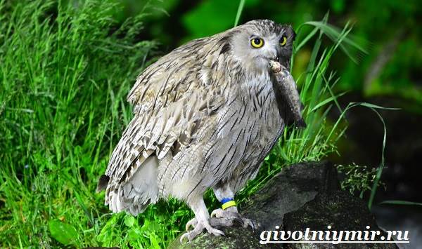 Рыбный-филин-Образ-жизни-и-среда-обитания-рыбного-филина-5