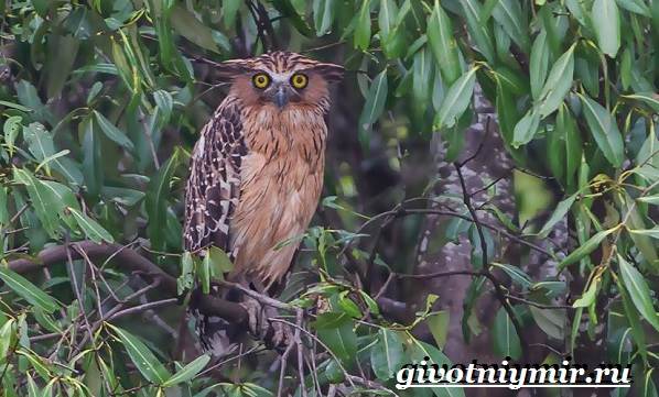 Рыбный-филин-Образ-жизни-и-среда-обитания-рыбного-филина-7