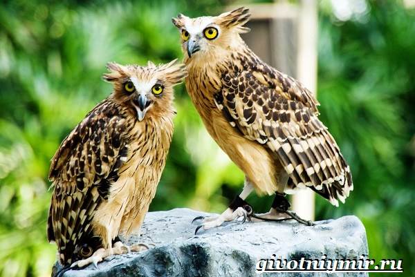 Рыбный-филин-Образ-жизни-и-среда-обитания-рыбного-филина-8