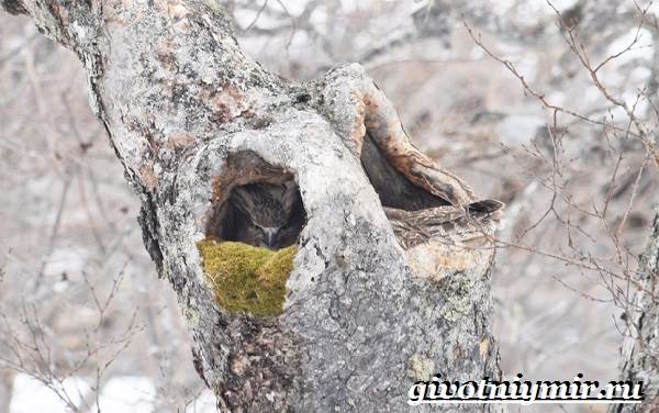 Рыбный-филин-Образ-жизни-и-среда-обитания-рыбного-филина-9