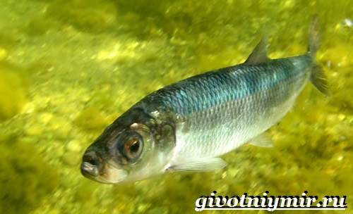 Сельдь-рыба-Образ-жизни-и-среда-обитания-сельди-3