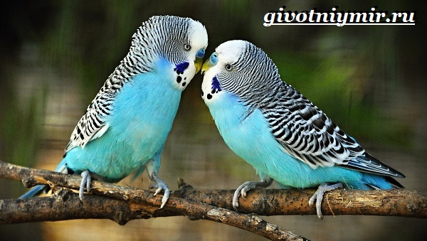 Синий-попугай-Образ-жизни-и-среда-обитания-синего-попугая-12