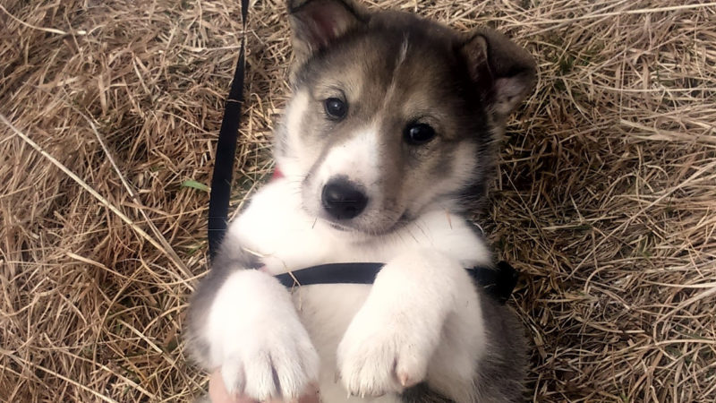 щенок восточно-сибирской лайки