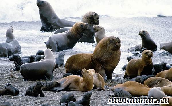 Животные-тундра-11