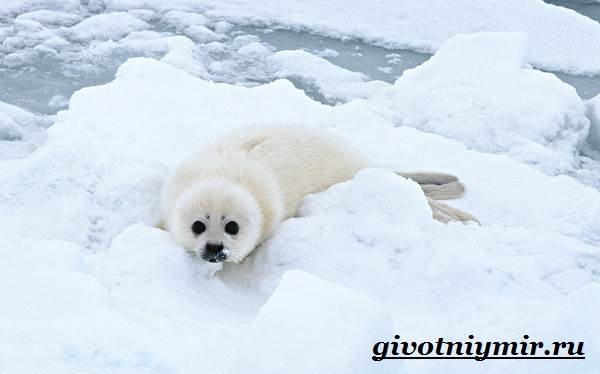 Животные-тундра-12