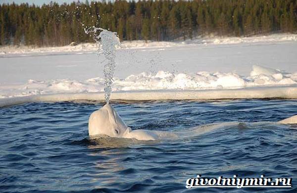 Животные-тундра-13