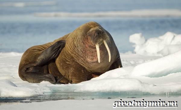 Животные-тундра-14