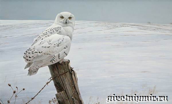 Животные-тундра-15