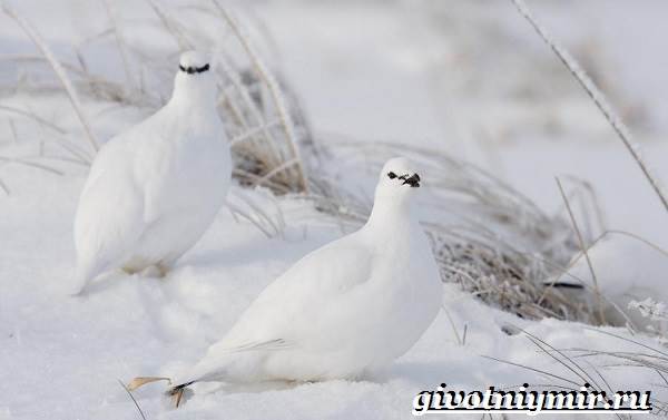 Животные-тундра-16