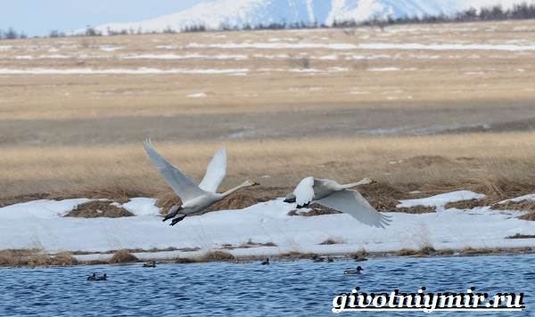 Животные-тундра-17