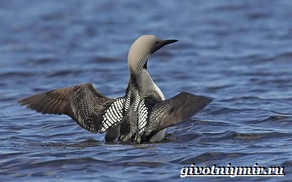 Животные-тундра-18