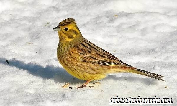 Животные-тундра-19