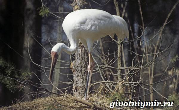 Животные-тундра-20