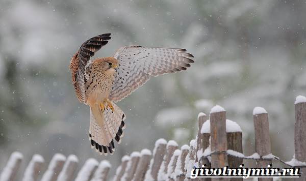 Животные-тундра-21