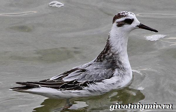 Животные-тундра-22