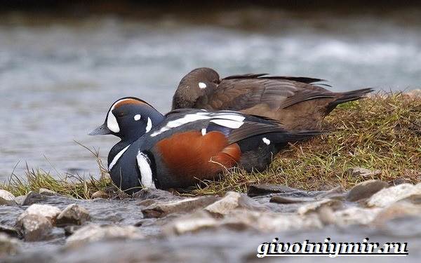 Животные-тундра-23