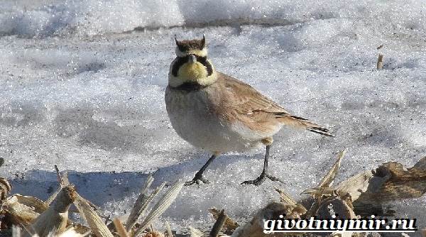 Животные-тундра-24