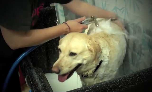 Купают лабрадора раз в два месяца