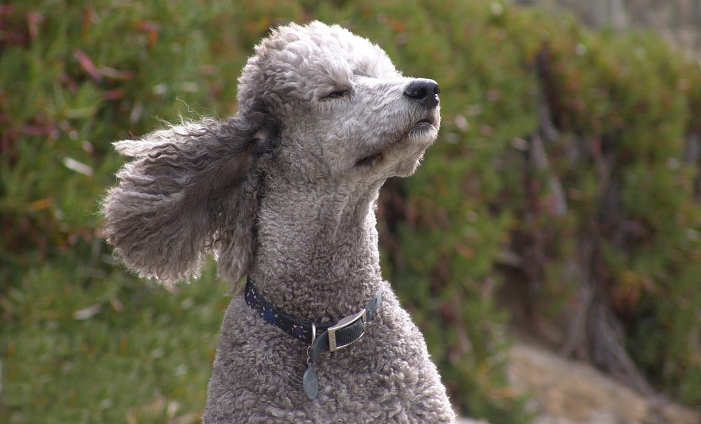 Уход за ушами пуделя