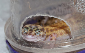 мокрая камера для эублефатера