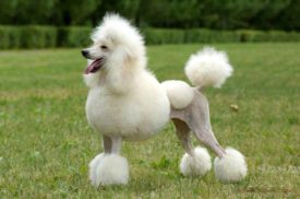 Отзывы о пуделе