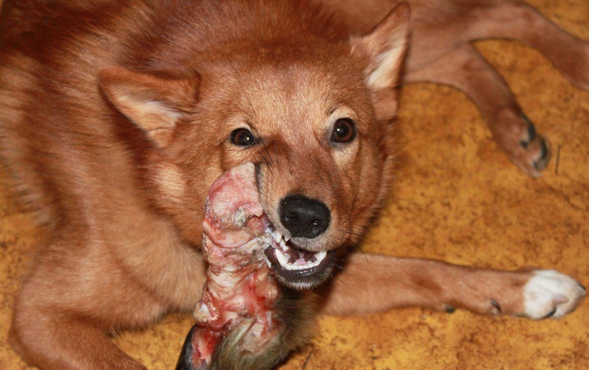 Чем кормить карело-финскую лайку