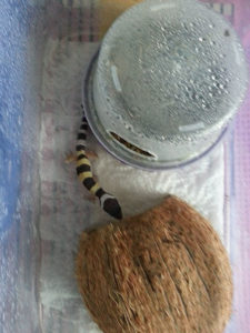 дом для единоутробных детей