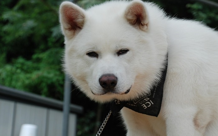 Акита-ину Акита-ину