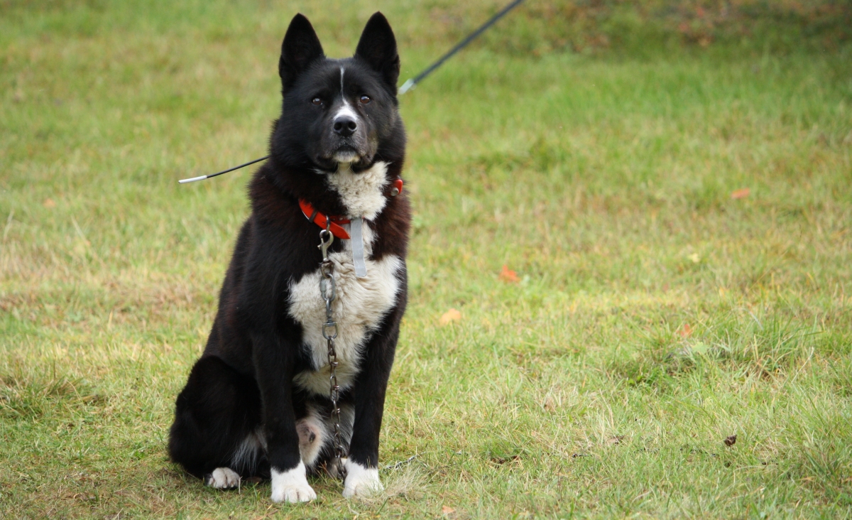 Карельская медвежья собака