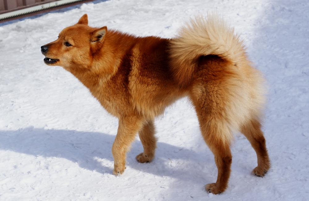 Охота с карело-финской лайкой