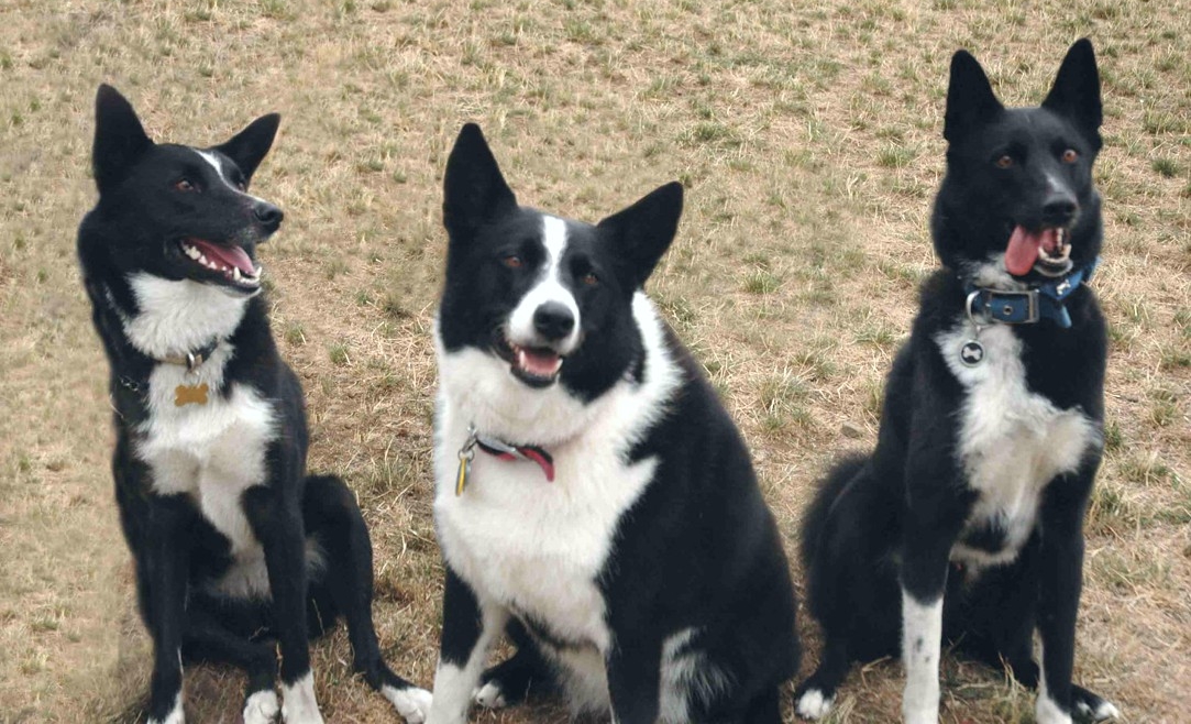 Окрасы карельской медвежьей