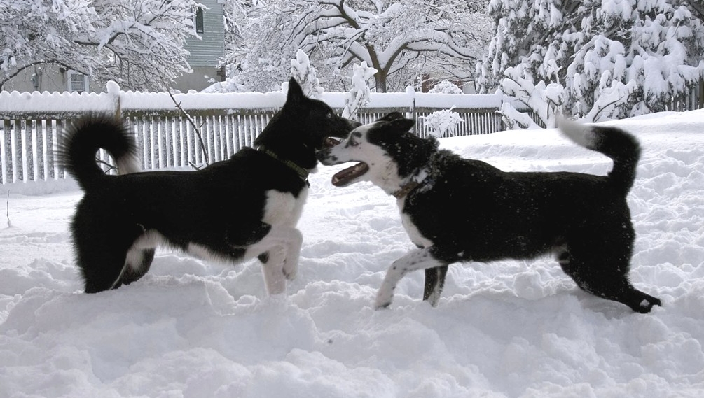 Характер медвежьей собаки