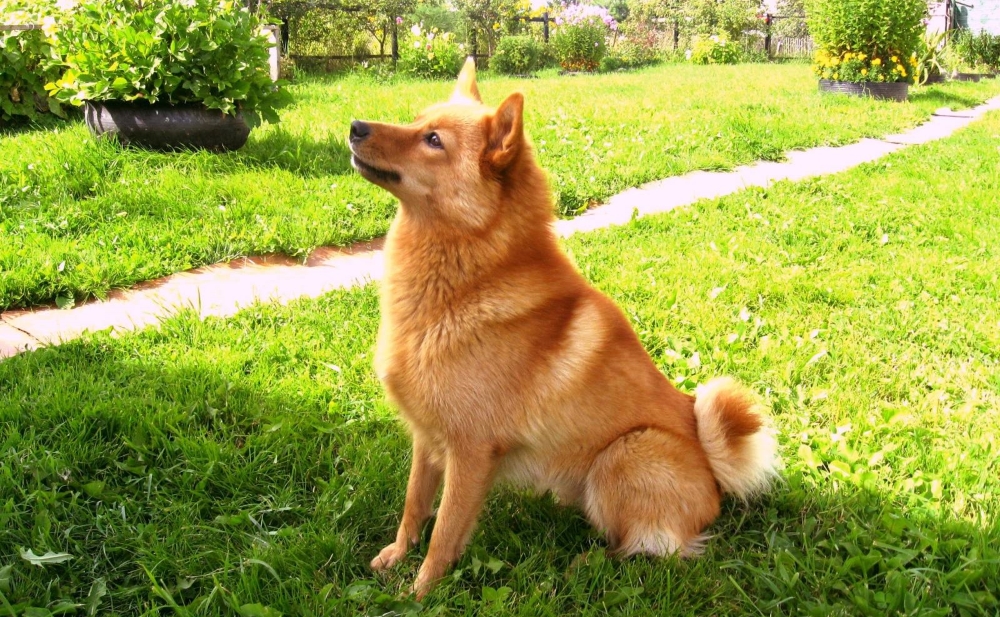 Дрессировка и воспитание карелки