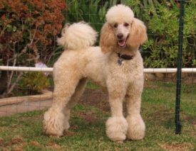 Болезни пуделей