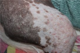 Состояние здоровья хохлаток