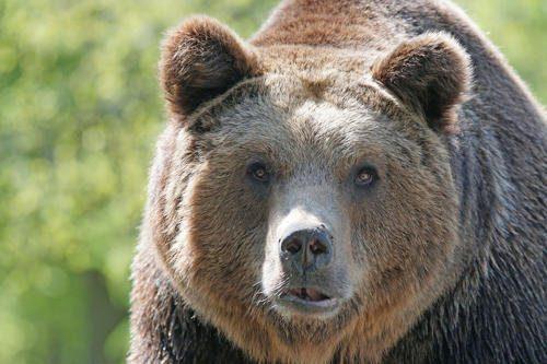 Животные Байкала: краткое описание