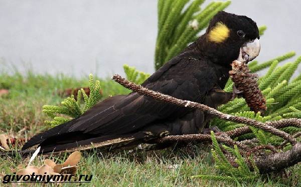 Черный-какаду-Образ-жизни-и-среда-обитания-черного-какаду-4