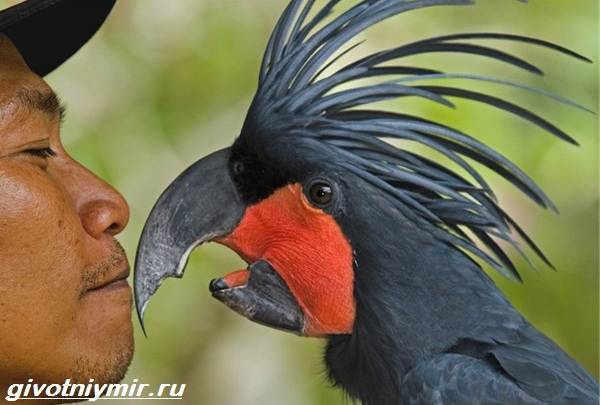 Черный-какаду-Образ-жизни-и-среда-обитания-черного-какаду-5