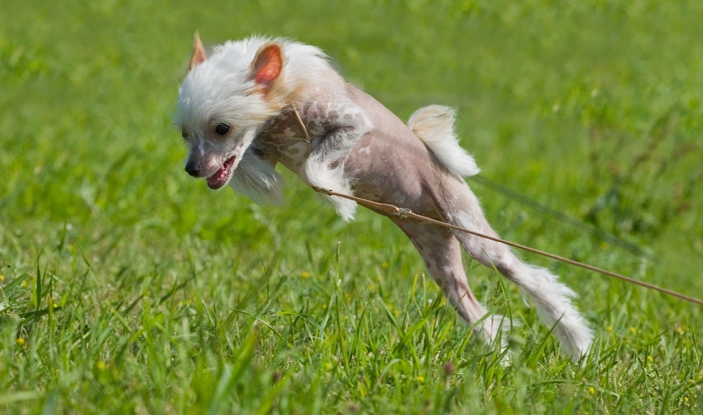 Состояние здоровья хохлаток